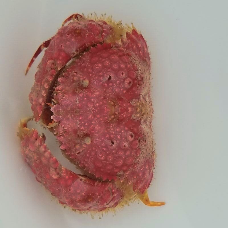 画像4: 《近海産甲殻類》コブカラッパ（赤系）…ハンドコート採取