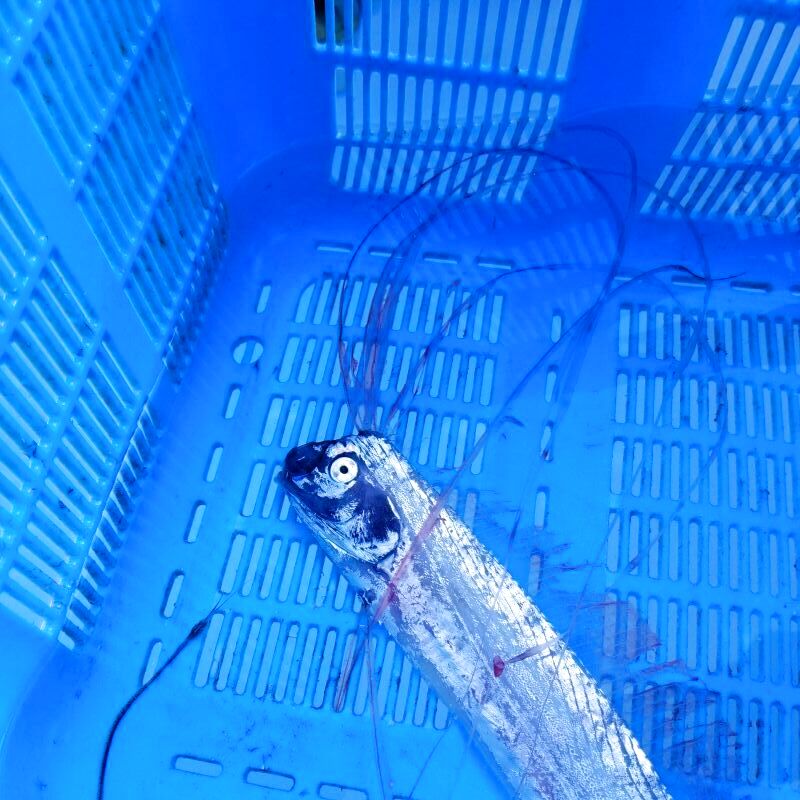 画像3: 《近海産深海魚》ｓｓ【激レア】☆★☆リュウグウノツカイの冷凍個体(45センチ前後)…画像の個体です(頭尾長約2分の1で切断)11月24日捕獲