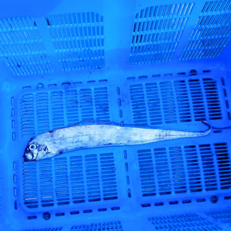 画像1: 《外洋性深海魚》テンガイハタ02（約40センチ±）…ハンドコート採取（11月24日）