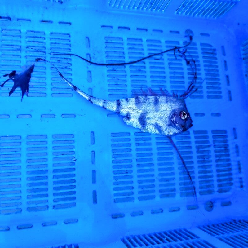 画像3: 《近海産深海魚》【激レア】☆★☆冷凍ユキフリソデウオ(約20センチ前後)…画像の個体です（研究用・標本用・剥製用）11月24日捕獲