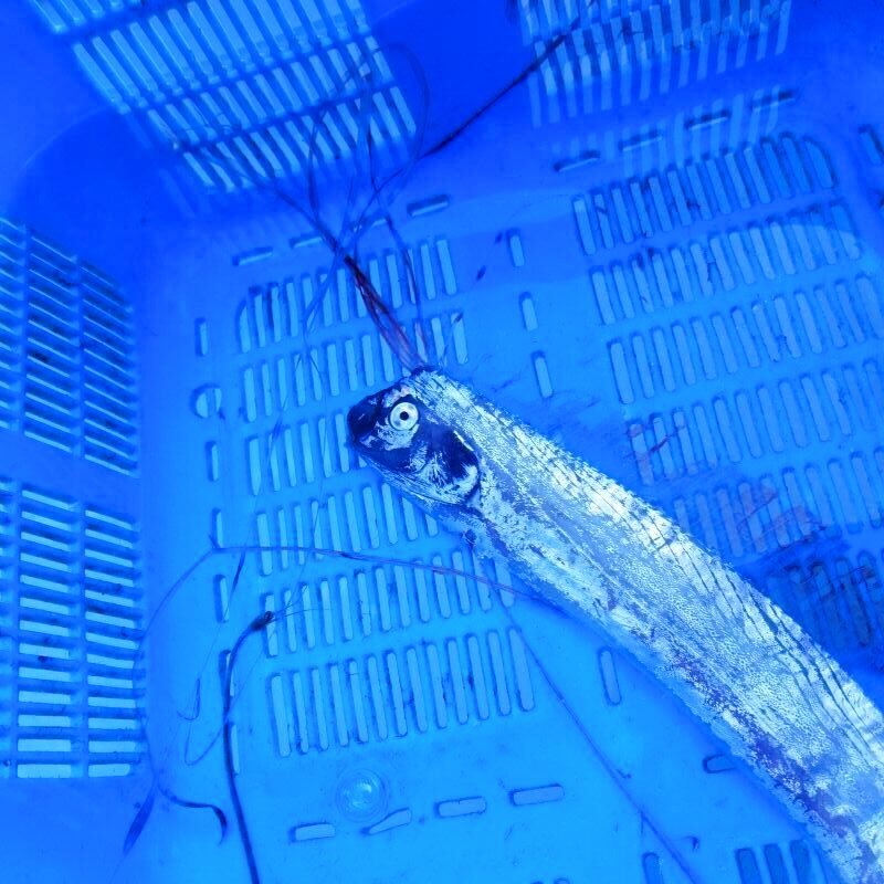 画像2: 《近海産深海魚》ｓｓ【激レア】☆★☆リュウグウノツカイの冷凍個体(45センチ前後)…画像の個体です(頭尾長約2分の1で切断)11月24日捕獲