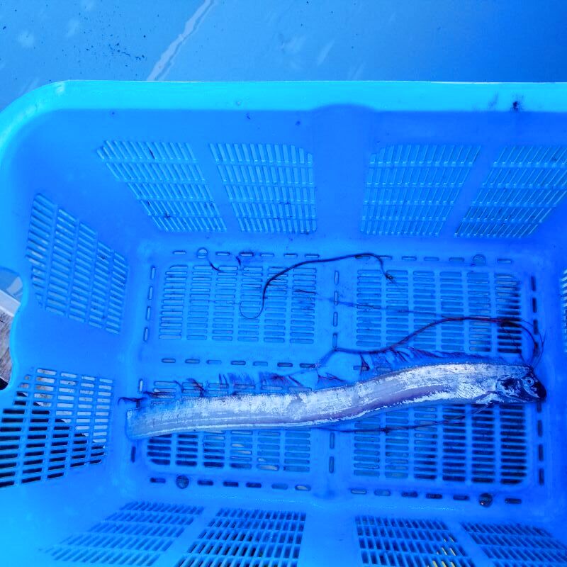 画像1: 《近海産深海魚》ｓｓ【激レア】☆★☆リュウグウノツカイの冷凍個体(45センチ前後)…画像の個体です(頭尾長約2分の1で切断)11月24日捕獲