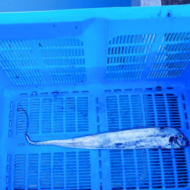 画像2: 《外洋性深海魚》テンガイハタ02（約40センチ±）…ハンドコート採取（11月24日）