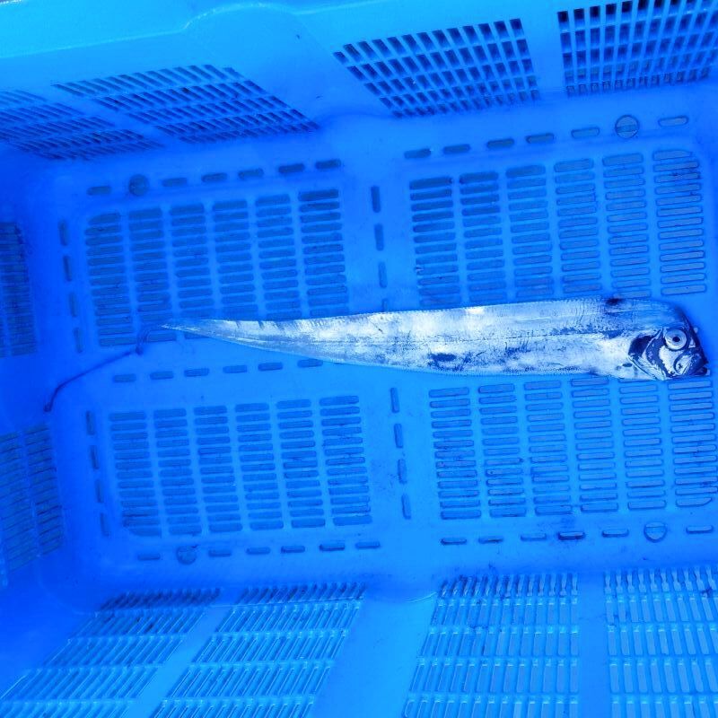 画像3: 《外洋性深海魚》テンガイハタ02（約40センチ±）…ハンドコート採取（11月24日）