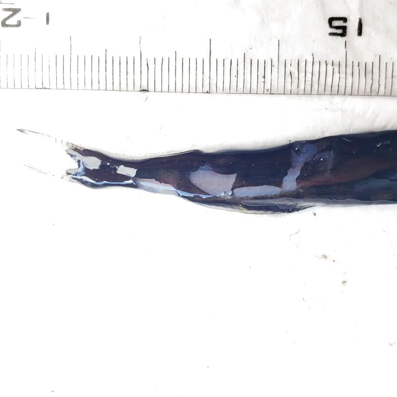 画像3: 《深海産海水魚》冷凍クロトカゲギスの1種（約8センチ）‥画像の個体です