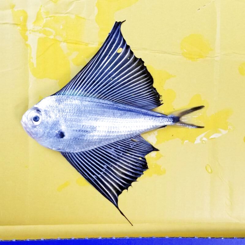 画像2: 《外洋性深海魚》【激レア】☆★☆冷凍リュウグウノヒメ(10センチ）…画像の個体です（研究用・標本用・剥製用）