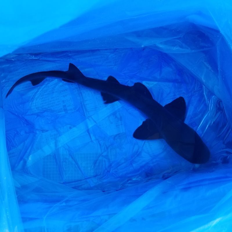 画像3: 《近海産海水魚》ドチザメ（Mサイズ）1匹…ハンドコート採取
