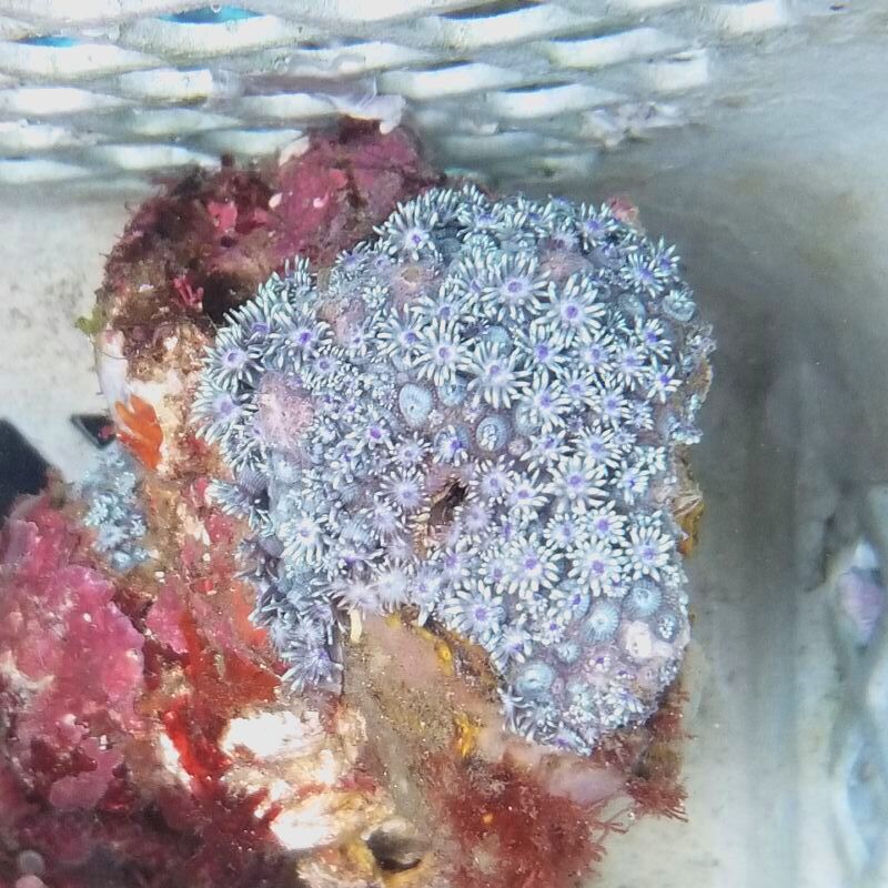画像1: 《近海産海洋生物》ハナガササンゴ（画像の個体です）‥ブロック活着