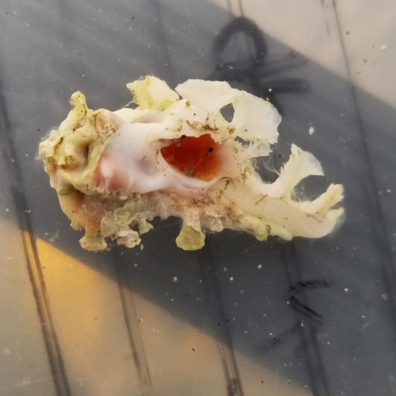 画像1: 《近海産甲殻類》イチョウガイ（銀杏貝）…ハンドコート採取