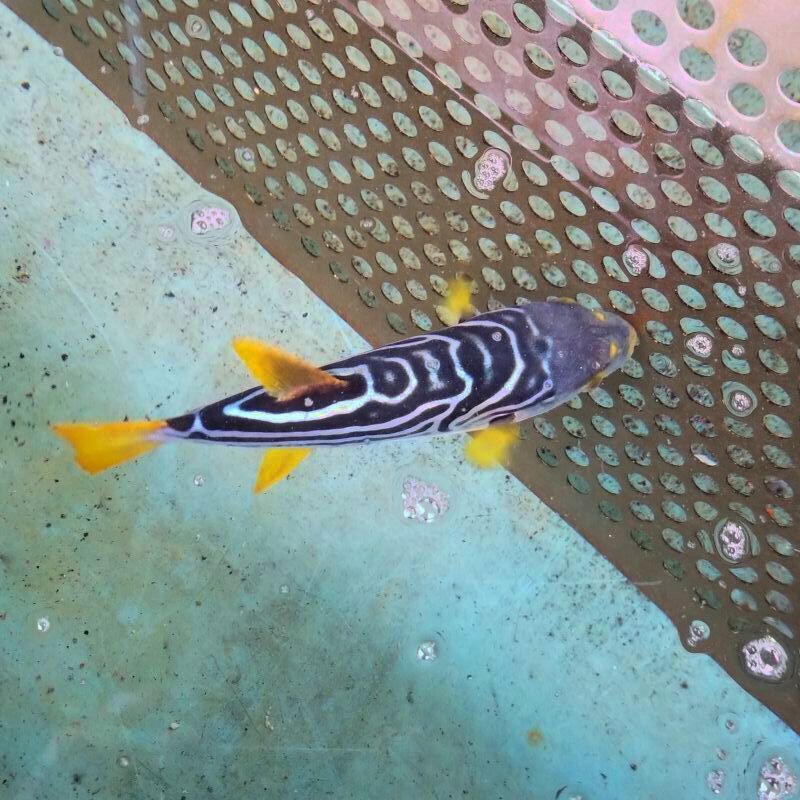 近海産海水魚 甲殻類 海洋生物 深海生物 深海魚
