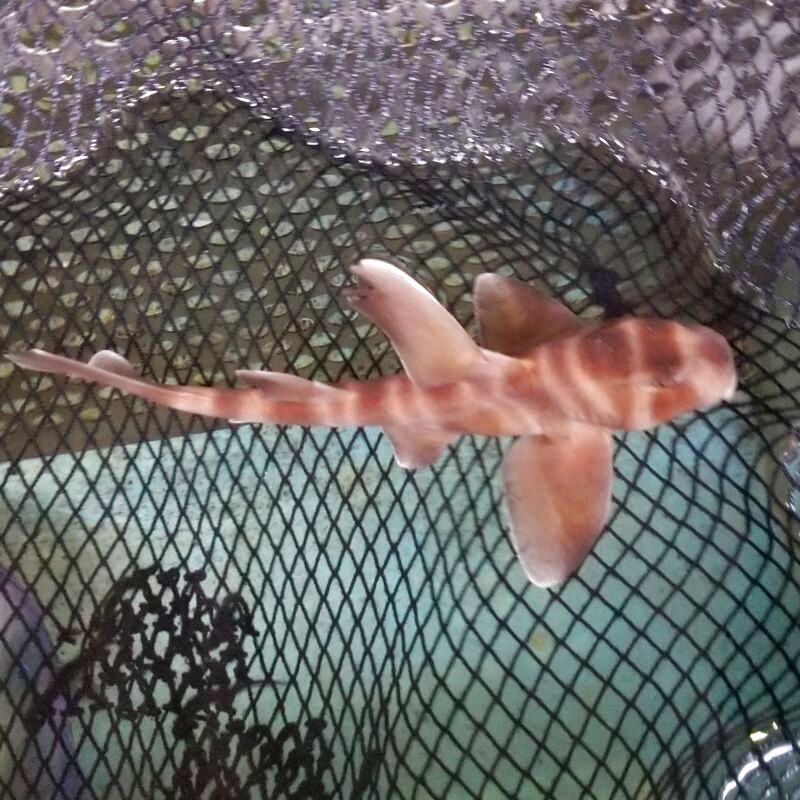 画像1: 《近海産海水魚》ネコザメ(Sサイズ)1匹・・ハンドコート採取