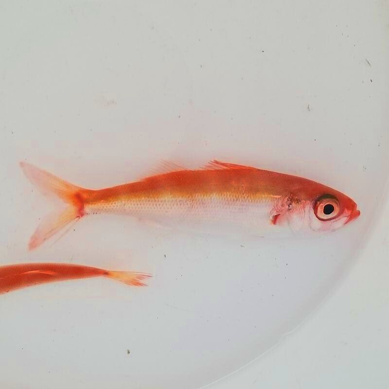 近海産海水魚 海洋生物 深海生物 深海魚