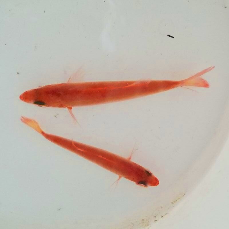 近海産海水魚 海洋生物 深海生物 深海魚