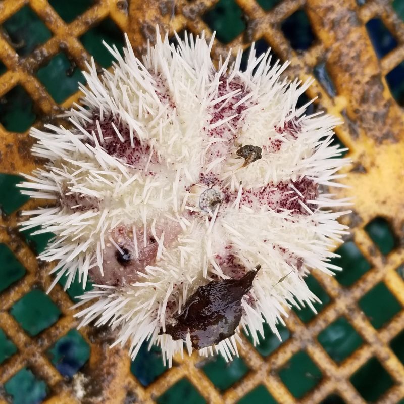 画像1: 《近海産海洋生物》シラヒゲウニ（白系）…ハンドコート採取