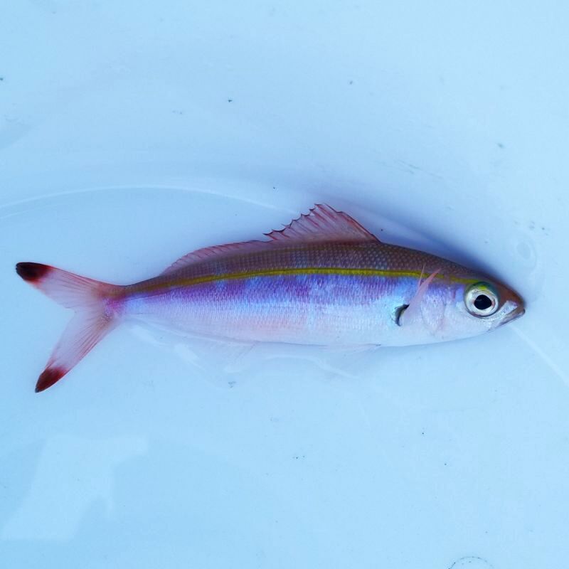 画像1: 《近海産海水魚》ニセタカサゴ…ハンドコート採取