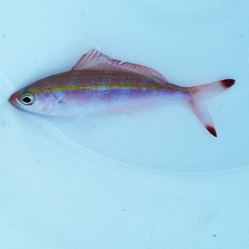 画像2: 《近海産海水魚》ニセタカサゴ…ハンドコート採取