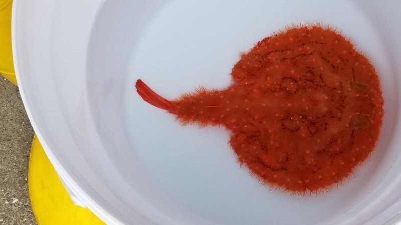 画像2: 《近海産海水魚》☆★アカグツ★☆‥1匹（MLサイズ）…ハンドコート採取