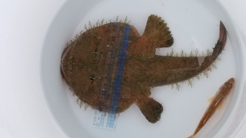 画像1: 《近海産海水魚》キアンコウ（Sサイズ）…ハンドコート採取