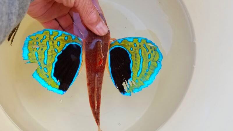 画像1: 《近海産海水魚》トゲカナガシラ（鰭膜の割れ有）…ハンドコート採取