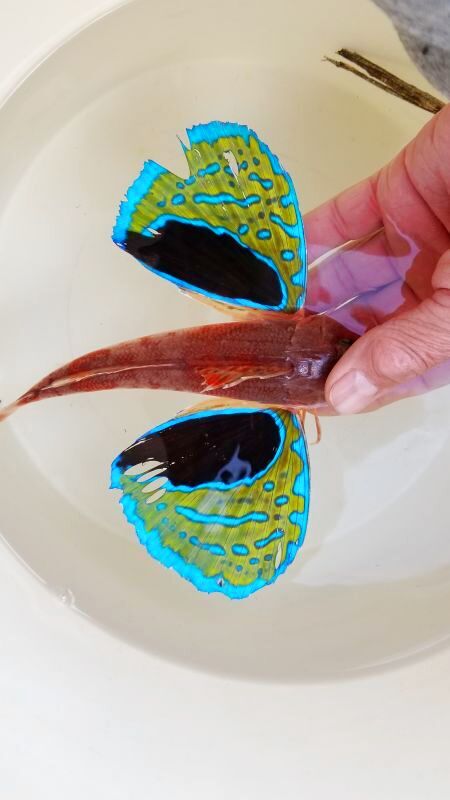 画像2: 《近海産海水魚》トゲカナガシラ（鰭膜の割れ有）…ハンドコート採取