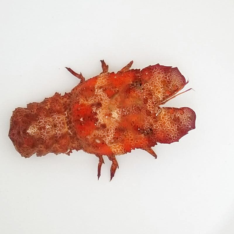 画像2: 《近海産甲殻類》【珍】コブセミエビ（画像状態で12センチ±）…ハンドコート採取