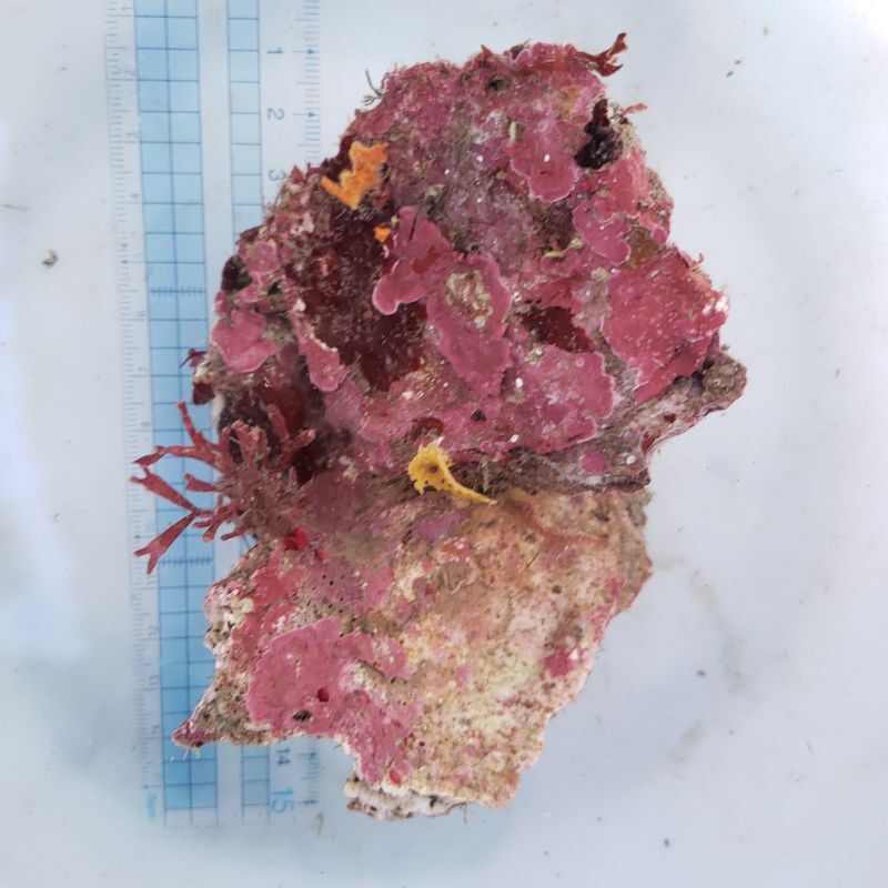 画像1: 《近海産海洋生物》LWL（カイメン類、海藻活着）