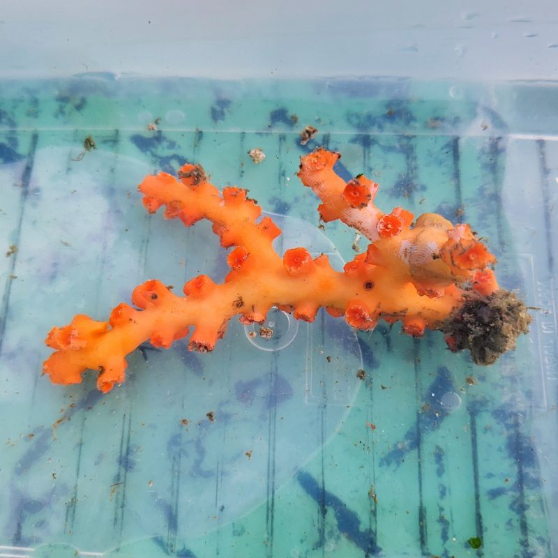 画像1: 《近海産海洋生物》ボシュマキサンゴ