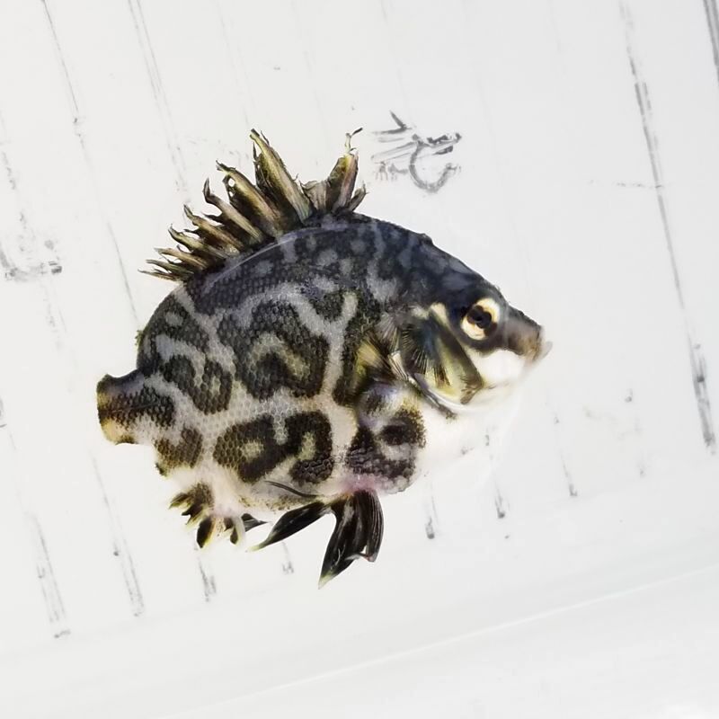 画像4: 《近海産海水魚》【激レアサイズ】ツボダイ幼魚（幼魚色）７…ハンドコート採取
