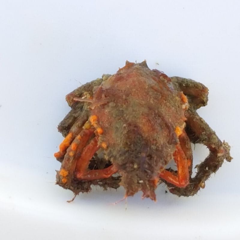 画像4: 《近海産甲殻類》クモガニ科の1種（ノコギリガニ？）・・画像の個体です