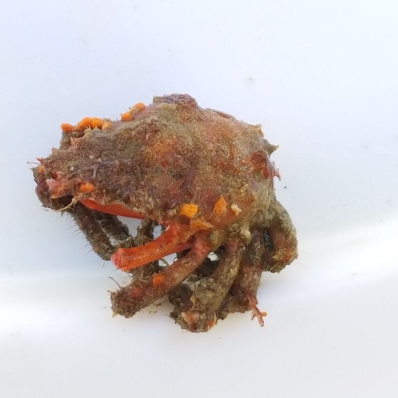 画像2: 《近海産甲殻類》クモガニ科の1種（ノコギリガニ？）・・画像の個体です