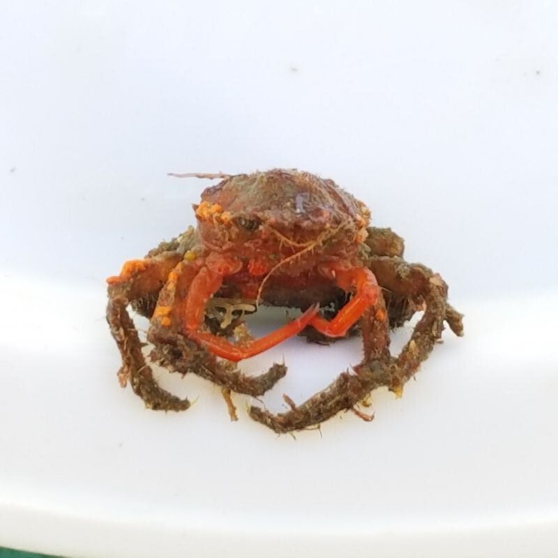 画像3: 《近海産甲殻類》クモガニ科の1種（ノコギリガニ？）・・画像の個体です