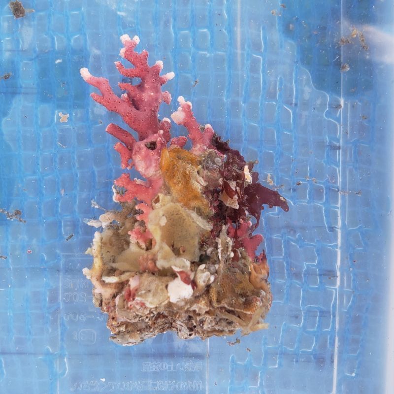 画像2: 《近海産海洋生物》サンゴモドキ…ハンドコート採取