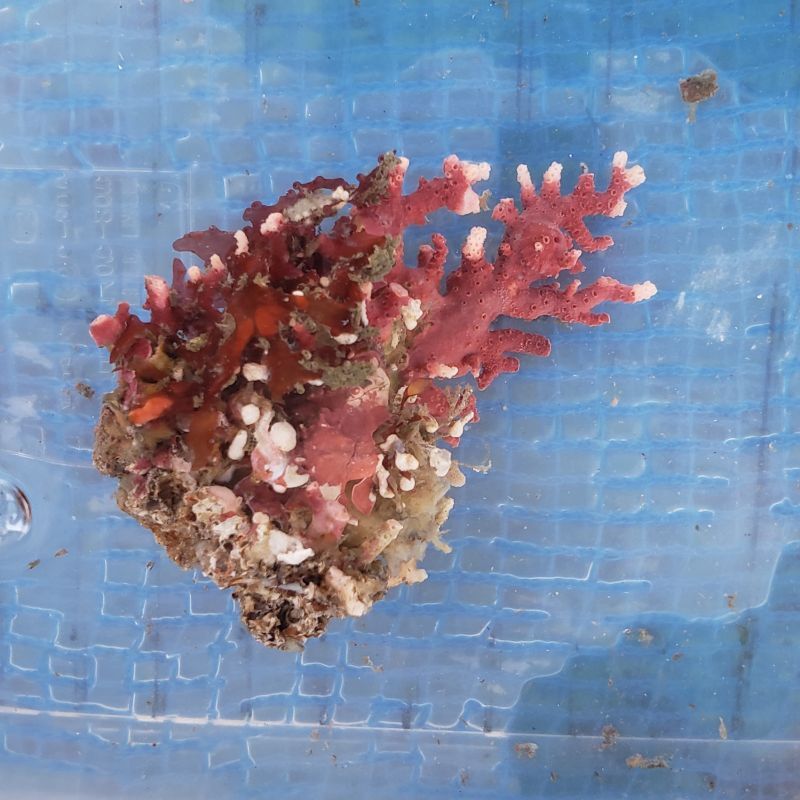 画像1: 《近海産海洋生物》サンゴモドキ…ハンドコート採取