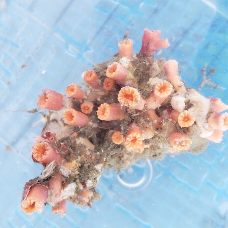 画像2: 《近海産海洋生物》キサンゴの一種…ハンドコート採取
