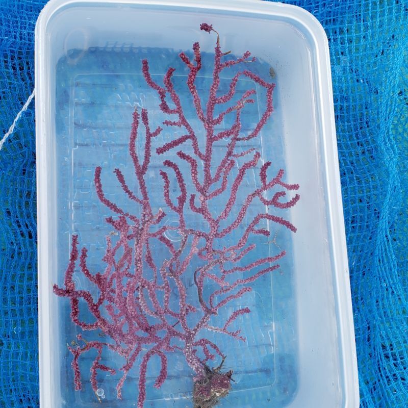 画像1: 《近海産海洋生物》トゲナシヤギ　パープル系…ハンドコート採取