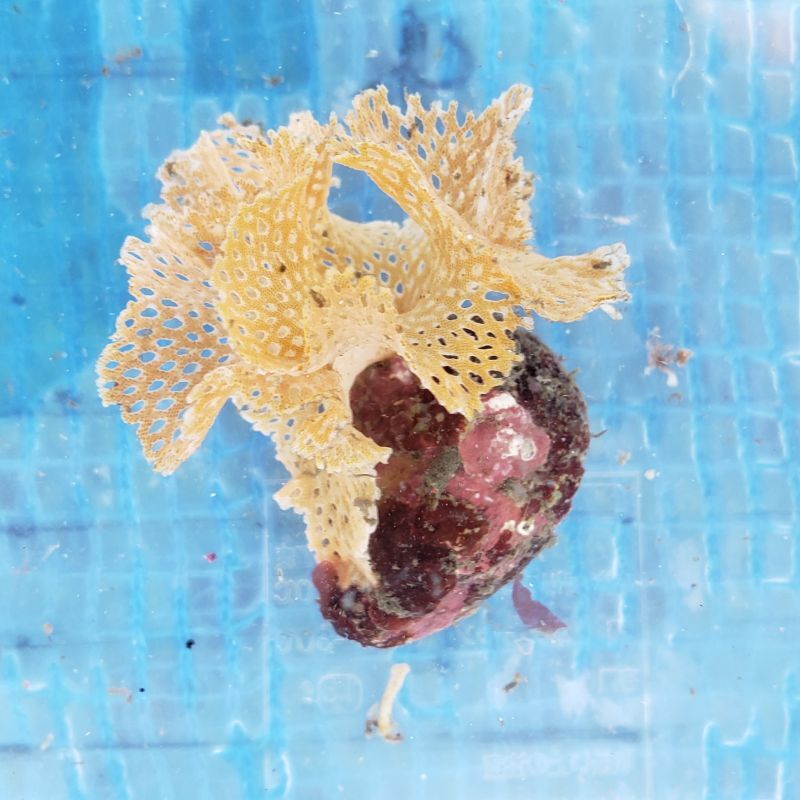 画像1: 《近海産海洋生物》ミサキアミコケムシ…ハンドコート採取