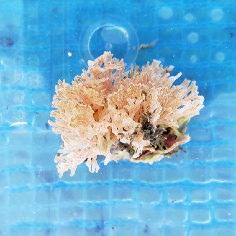 画像1: 《近海産海洋生物》コケムシの一種…ハンドコート採取