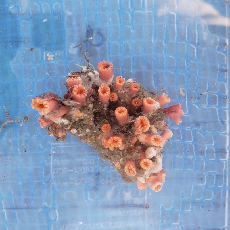 画像1: 《近海産海洋生物》キサンゴの一種…ハンドコート採取