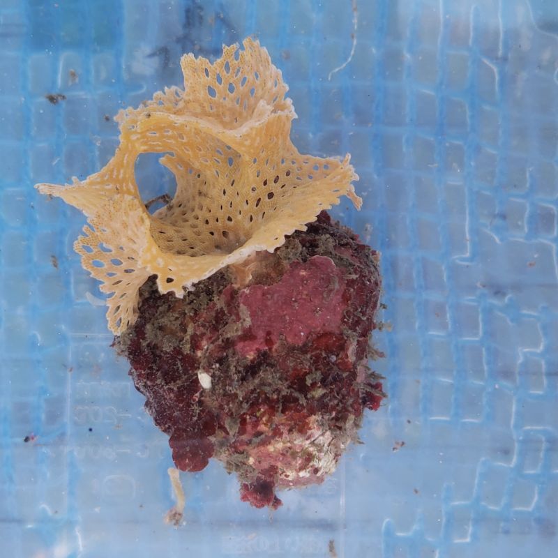 画像2: 《近海産海洋生物》ミサキアミコケムシ…ハンドコート採取