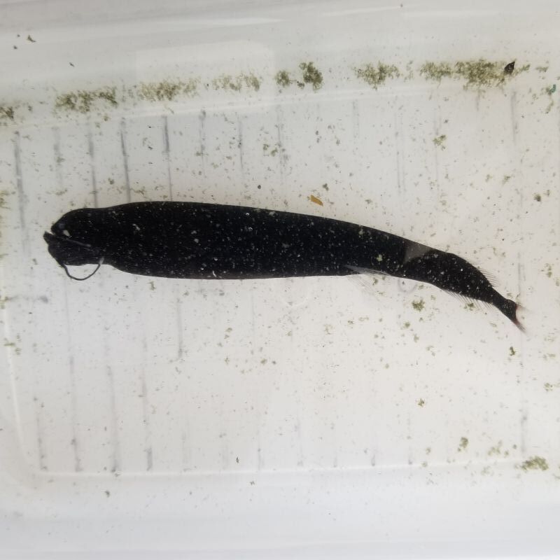 画像1: 《外洋性深海魚》ホテイエソの冷凍個体(約15センチ前後)…近海採取