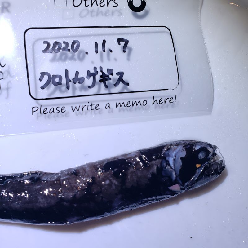画像3: 《深海性海水魚》クロトカゲギスの1種（約20センチ）冷凍個体