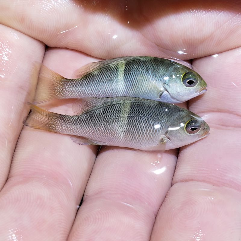 画像1: 《近海産海水魚》オキナメジナ　幼魚…当店ハンドコート採取