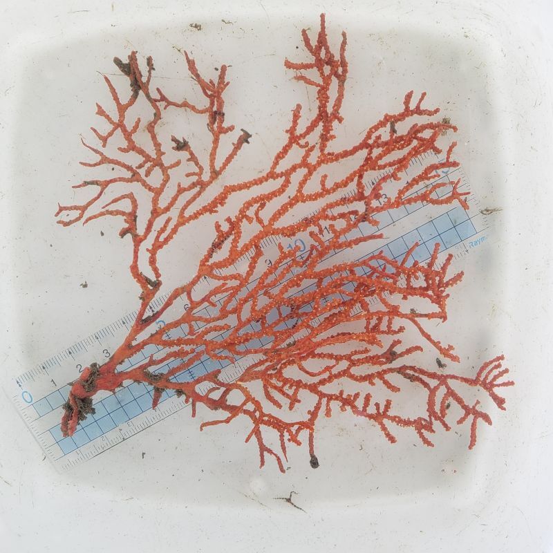 画像2: 《近海産海洋生物類》イソバナ（オレンジ系）