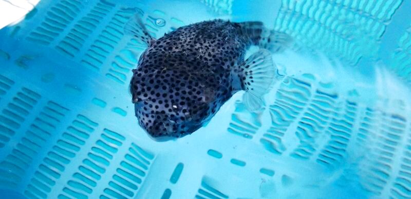 画像1: 《近海産海水魚》☆★☆イシガキフグのカラーバリエーション（青化）…ハンドコート採取