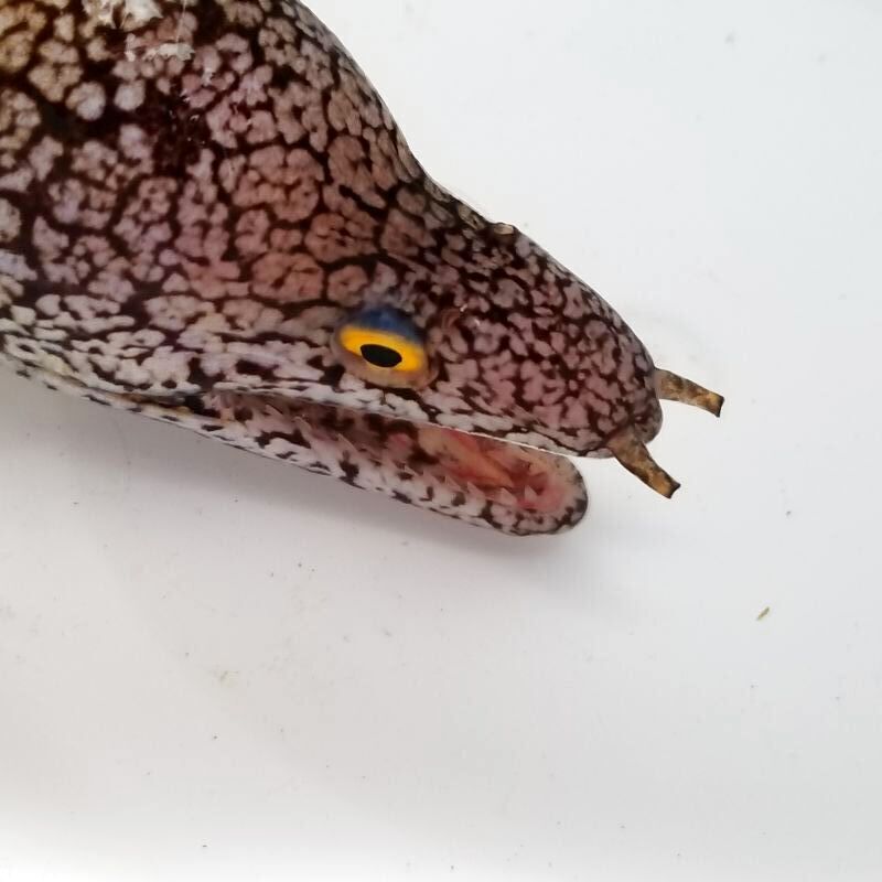画像5: 《近海産海水魚》☆★ハワイウツボ（画像の個体です）…ハンドコート採取