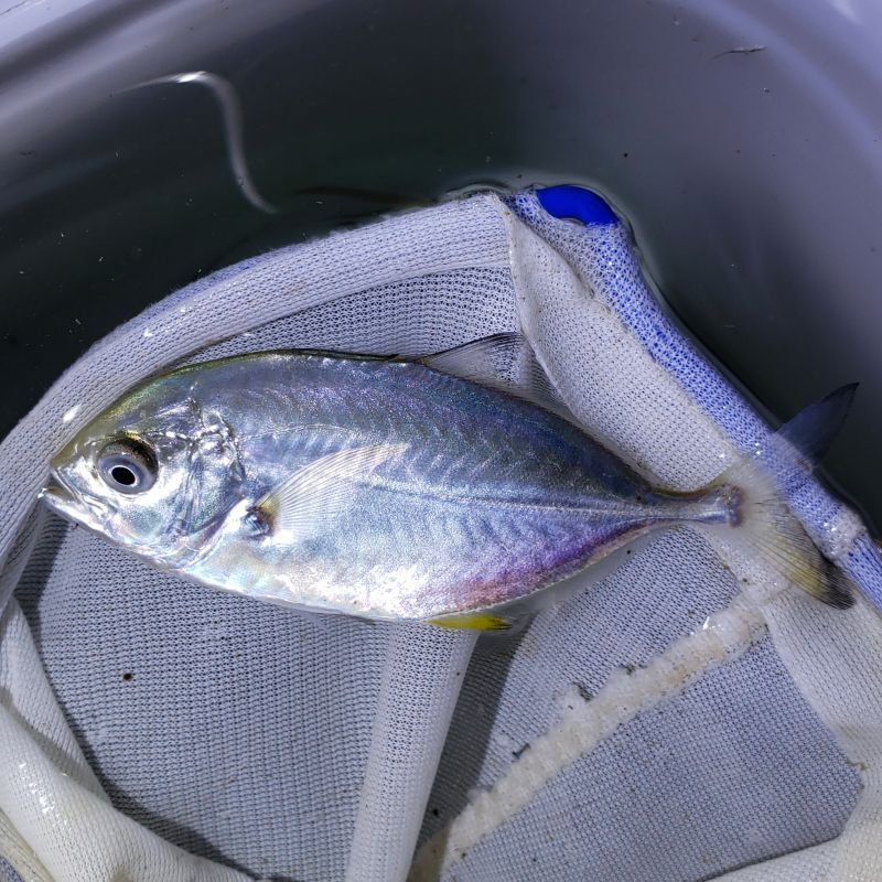 画像1: 《近海産海水魚》カスミアジ　幼魚(1匹)・・当店ハンドコート採取
