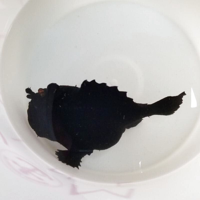 画像1: 《近海産海水魚》カエルアンコウ（ブラック系）…ハンドコート採取