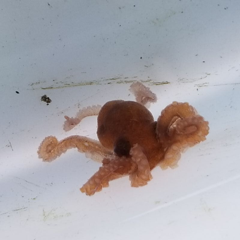 画像5: 《近海産甲殻類》テナガダコの仲間のベビー（画像の個体です）…ハンドコート採取
