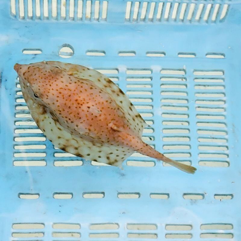 画像3: 《近海産海水魚》ウミスズメ（Ｍサイズ）丸形…ハンドコート採取