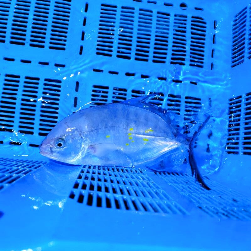 画像1: 《近海産海水魚》ナンヨウカイワリ（着死保障無個体）…ハンドコート採取